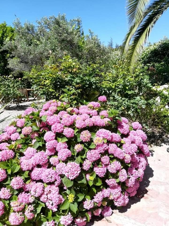 Villa Angel - Spa Caunes-Minervois Eksteriør billede
